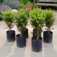 Buxus 3 lts